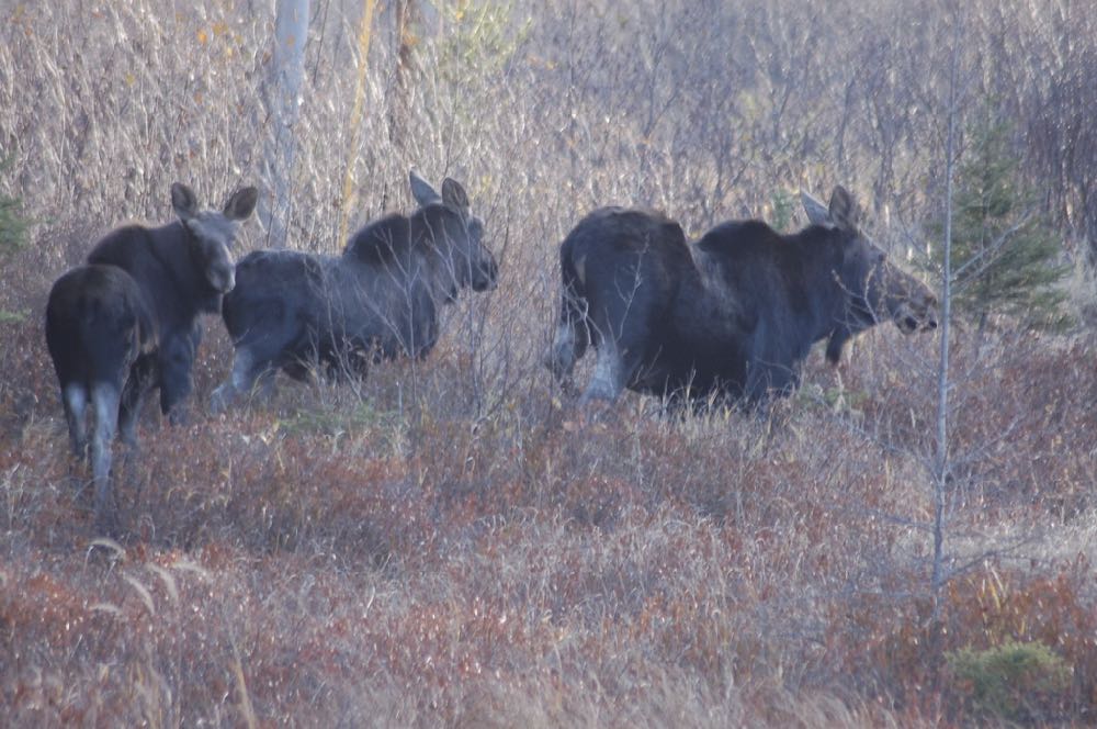 A moose family