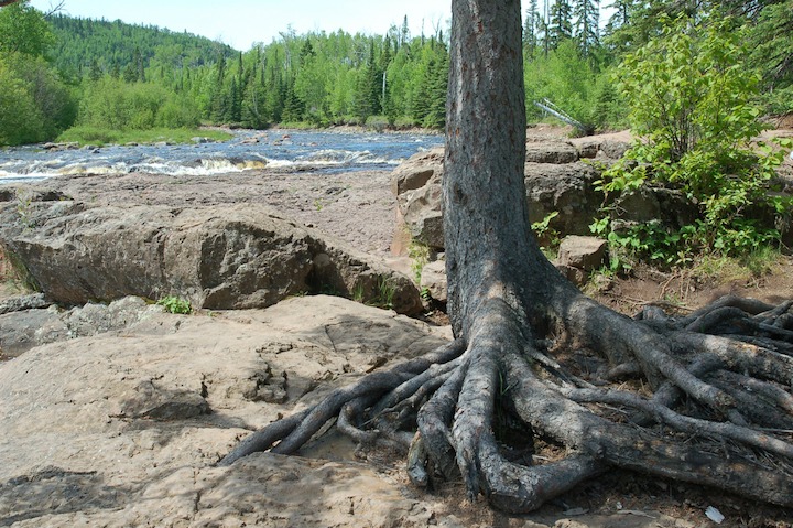 tree with bare roots on rock with river behind