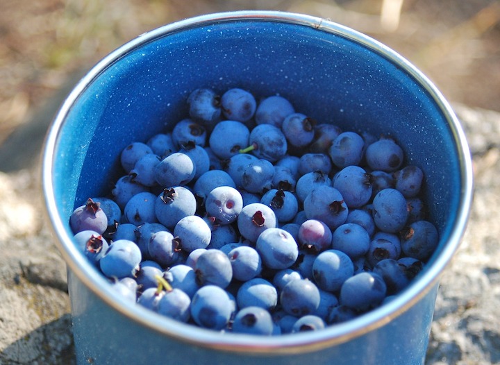 blue tin cup full of wild blueberries
