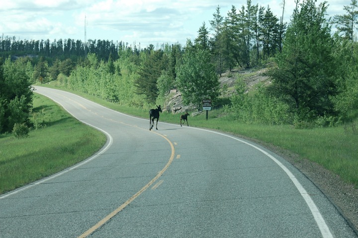 A cow moose and her calf run across the road