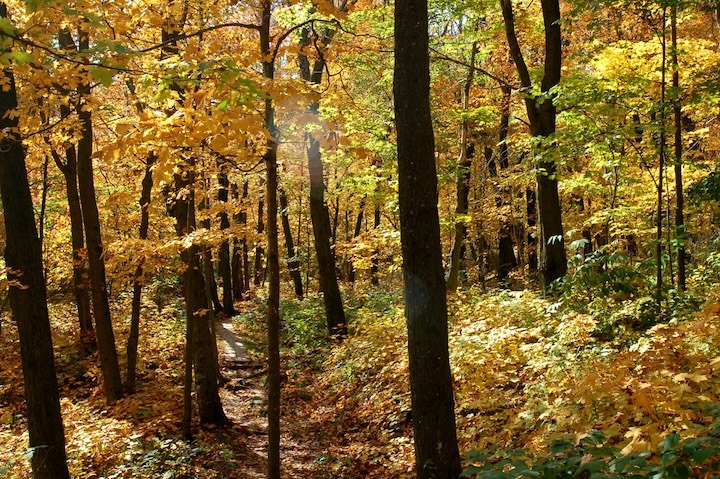 yellow maples adorn a wooded trail