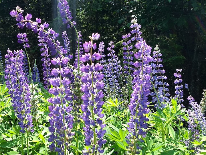 purple lupine bloom on the roadside near Okontoe