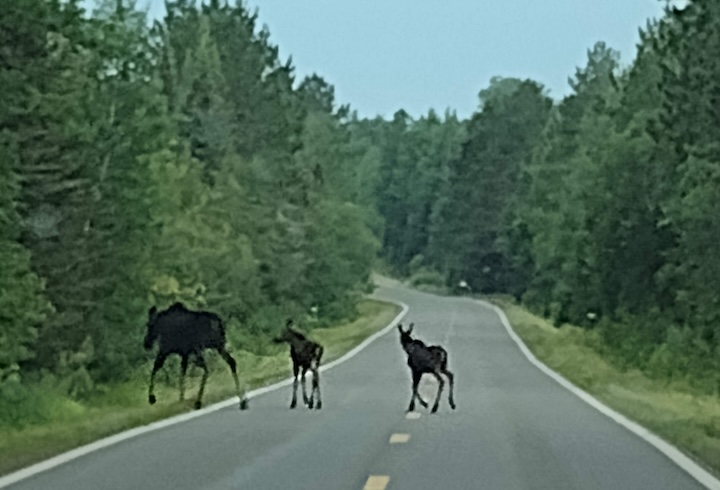 Cow moose with two calves on the Gunflint Trail near Okontoe