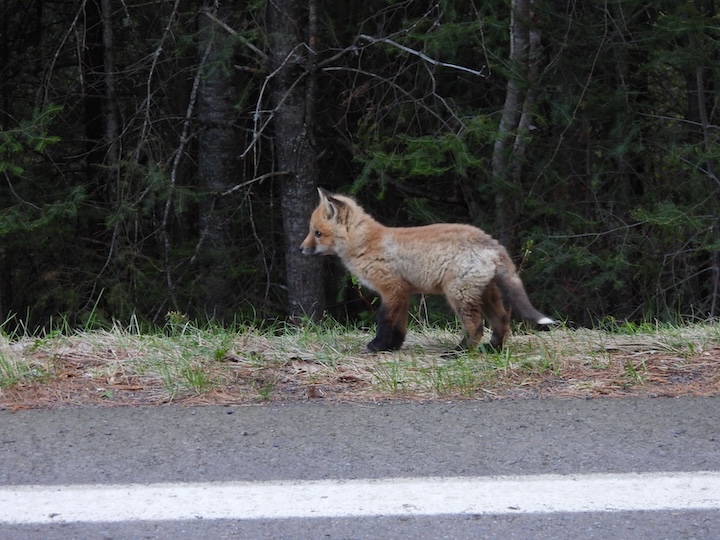 fox kit alongside the Gunflint Trail