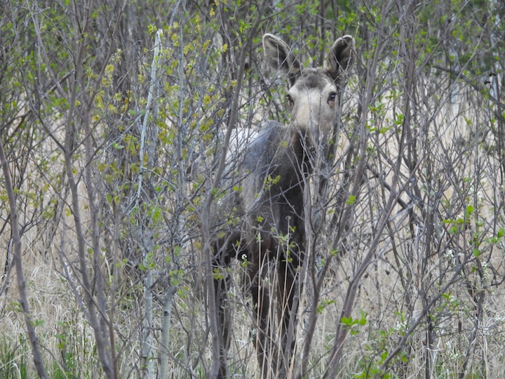 cow moose peeks behind early spring  buds