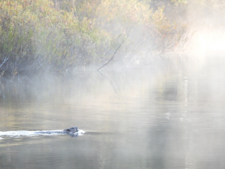 a beaver swims in the morning mist