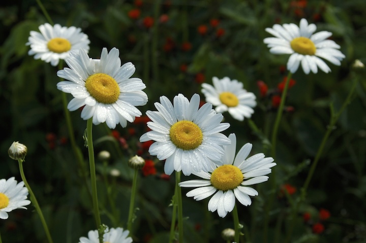 field daisies with hawkweed and grasses in the background
