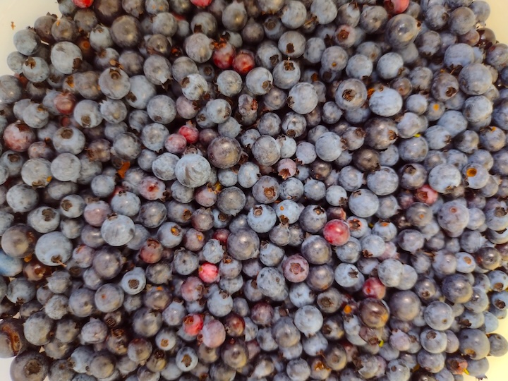 a pile of picked wild blueberries