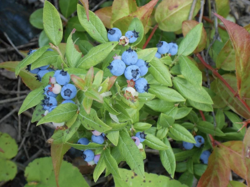 wild blueberries in various stages of ripeness