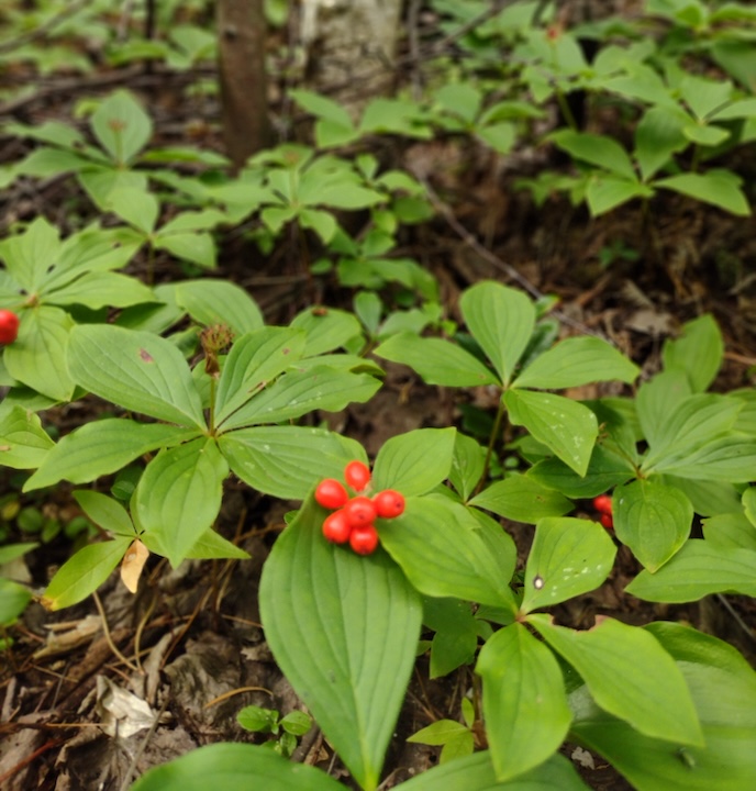 bunchberry plants, some with clusters of their red berries