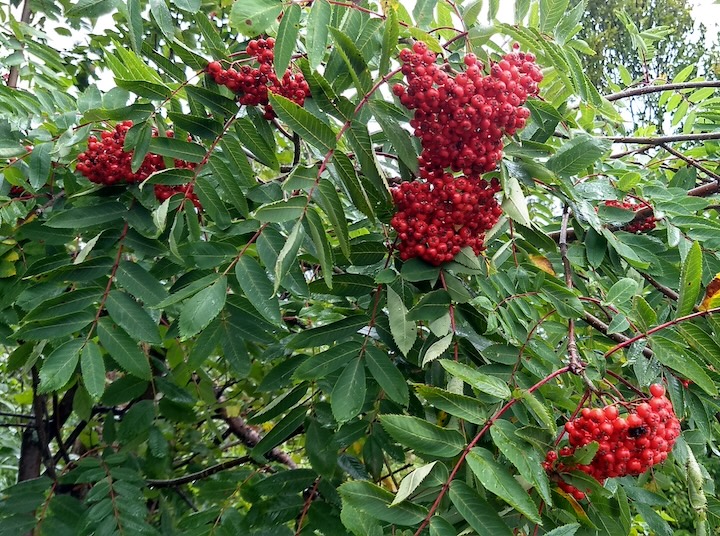 large clumps of mountain ash berries on branches