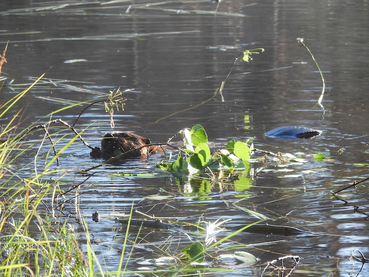  beaver chews a stick near shore