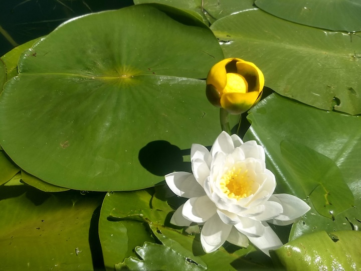 white and yellow waterlilies with lily pads